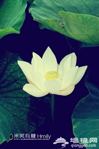北海公园赏荷(新浪博主：Hmily_米粒)