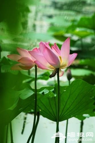 颐和园赏荷