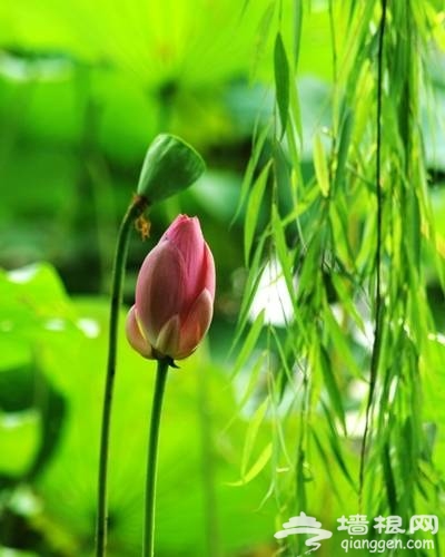 颐和园赏荷