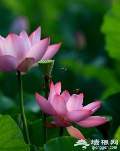 莲花池公园赏荷