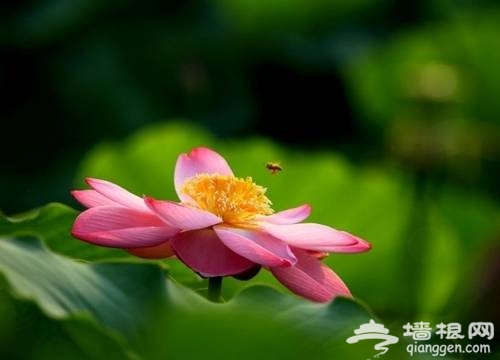 莲花池公园赏荷