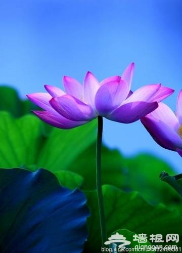 莲花池公园赏荷