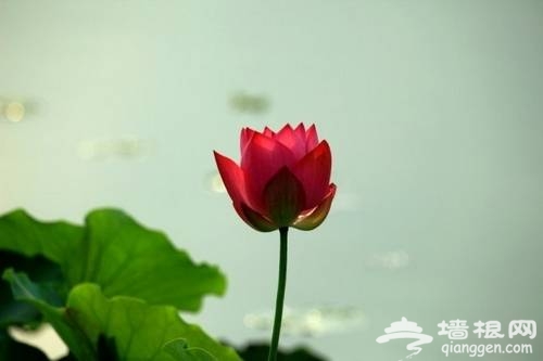 莲花池公园赏荷