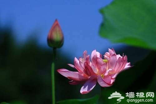 北京植物园赏荷(新浪博主：蓝色网际)