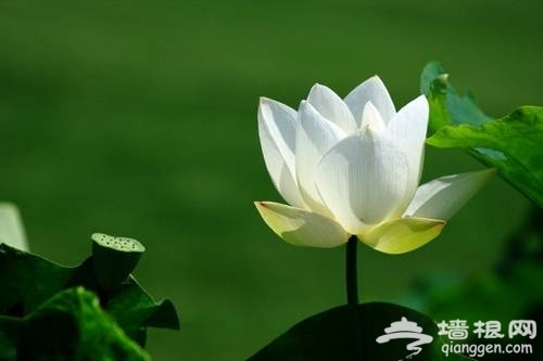 北京植物园赏荷(新浪博主：蓝色网际)