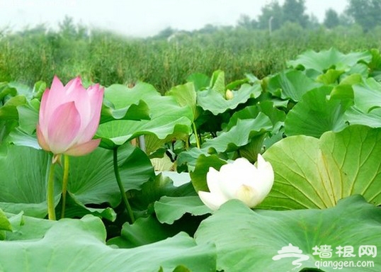 2013淮阳荷花节