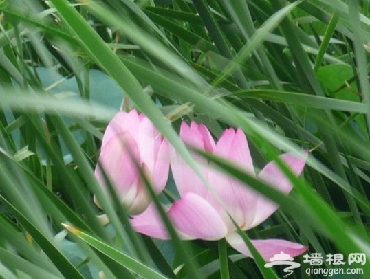2013淮阳荷花节[墙根网]