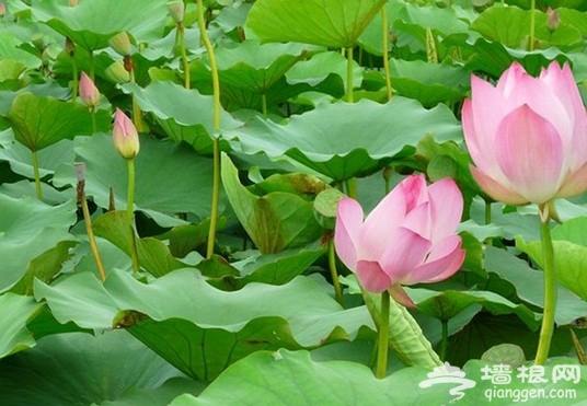 2013淮阳荷花节[墙根网]