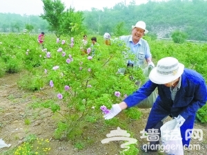 房山半壁店村玫瑰园:市民掏钱抢干农活儿”[墙根网]