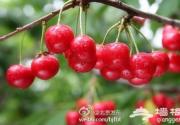 通州西集樱桃节今日开幕