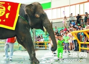 世界公园上演“大象欢乐颂”