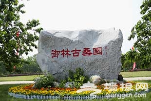 2013北京大兴桑葚文化节采摘园推荐