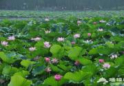 2013圆明园荷花节 皇家御苑赏夏荷