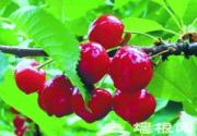 门头沟区数家樱桃采摘园开园迎客