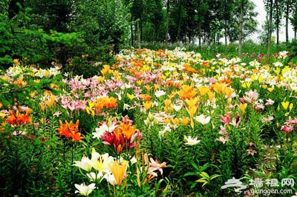 京城避暑休闲好去处 鲜花港香水百合节开幕