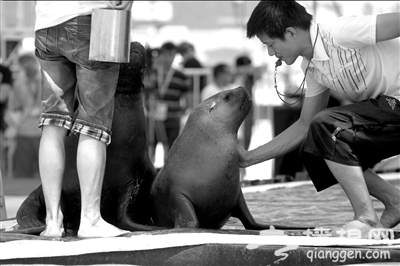 美洲海狮情侣惊艳北京海洋沙滩狂欢节