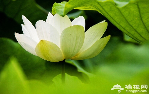 北京海淀圆明园邀您观赏珍稀荷花