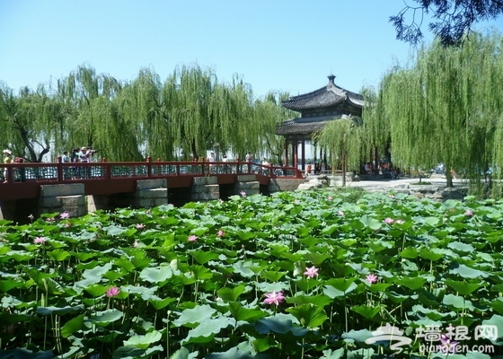 北京7月份去哪玩 赏荷漂流避暑爽一夏