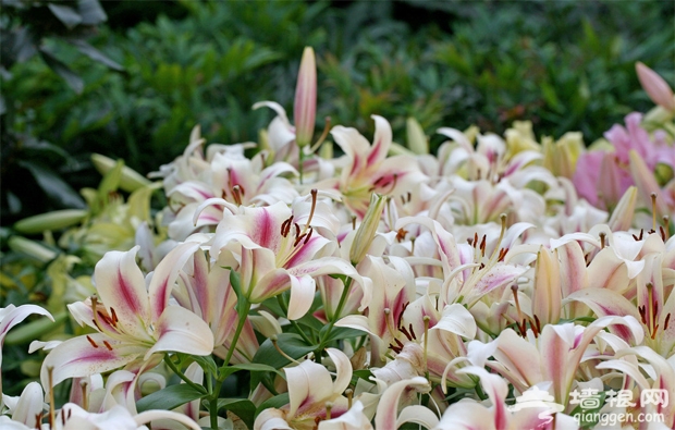 顺义鲜花港 香水百合节开幕