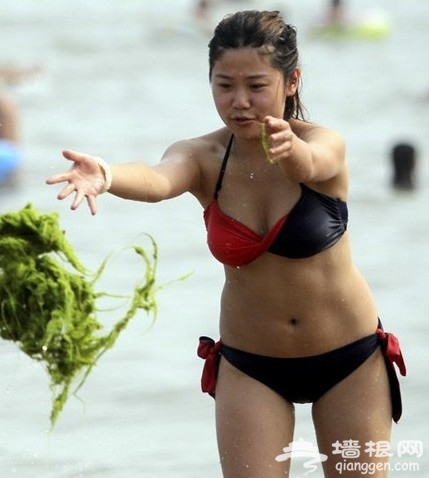 青岛海滩变草原 美女穿比基尼捞浒苔