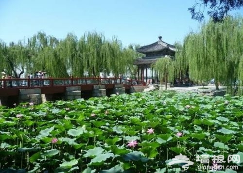 享一份清凉嗅一阵芬芳 北京夏天赏荷好去处