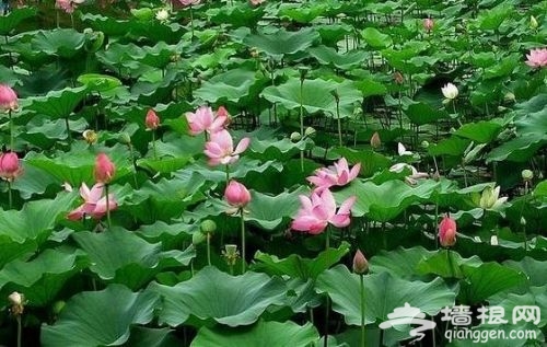 享一份清凉嗅一阵芬芳 北京夏天赏荷好去处