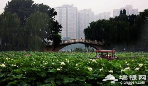 享一份清凉嗅一阵芬芳 北京夏天赏荷好去处