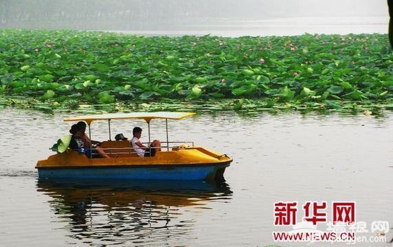 2013章丘白云湖荷花节盛装开幕 历时一个月