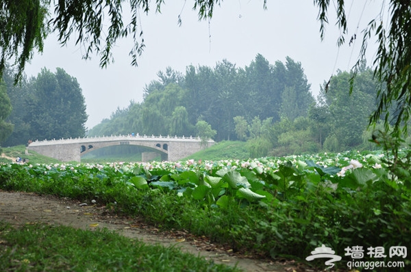 一叶扁舟水上游 汉石桥湿地公园观鸟赏荷