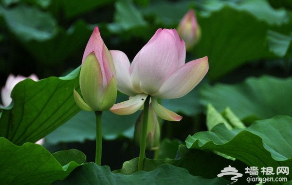 一叶扁舟水上游 汉石桥湿地公园观鸟赏荷