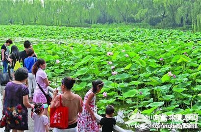 2013济南市第27届明湖荷花节开幕