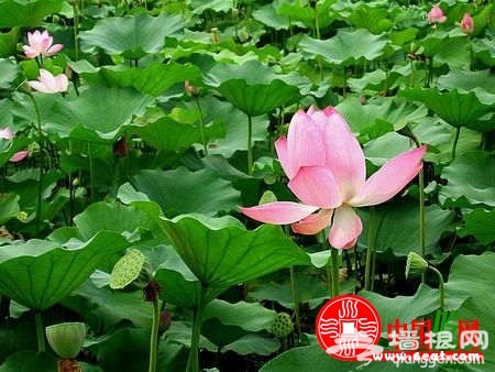 2013上海荷花节什么时候举办