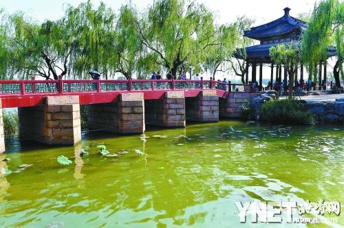 7月17日，颐和园昆明湖畔荷花盛开的美景今年不复存在，游客怀疑是因
