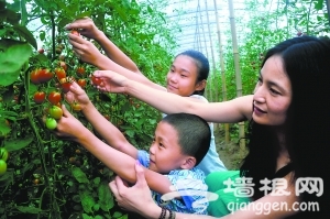 延庆蔬菜采摘，周末尽享家庭乐趣[墙根网]