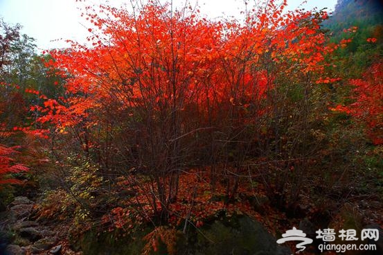 最美天桥沟，用爱点亮绿色之路[墙根网]