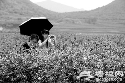 延庆县刘斌堡乡百花园内四季花海 百花斗妍