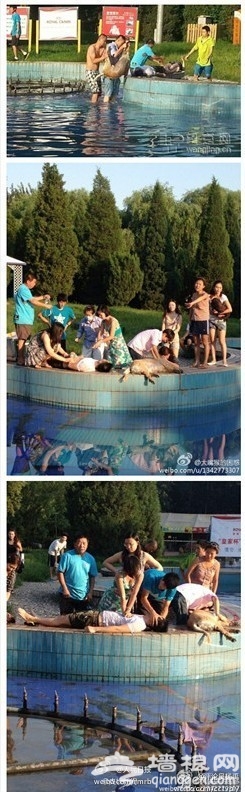 北京朝阳公园酷迪宠物乐园喷泉漏电 狗主人被电亡[墙根网]