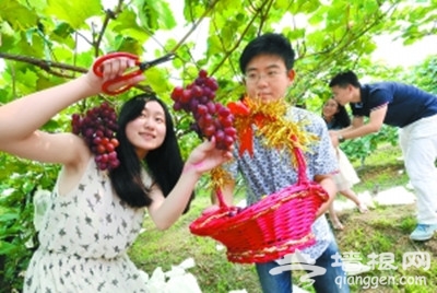 ‘漫步运河’七夕民俗游”张家湾葡萄大观园拉开帷幕