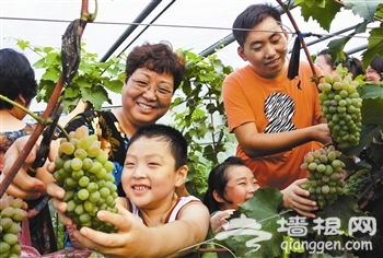 天津东丽区农业生态园迎来采摘游高峰