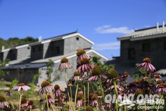 北京首届香草文化艺术节司马台民俗新村开幕