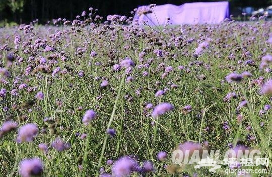 北京首届香草文化艺术节司马台民俗新村开幕[墙根网]