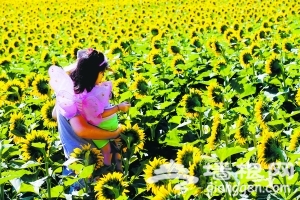 珍珠泉乡葵花美 京郊秋高赏花忙