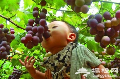 2013青岛宫家村葡萄节开幕