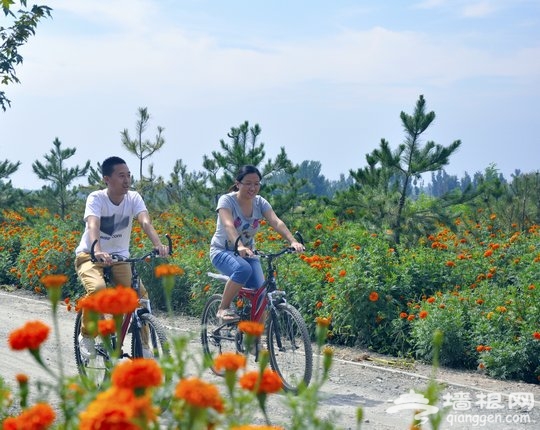 密云推出三条花海骑行线路 万寿菊向日葵中漫游[墙根网]