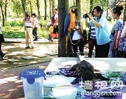 北京野生动物园被指虐待动物 小鳄鱼被缠嘴与游客合影