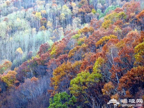 喇叭沟门原始森林 金秋登高赏美景