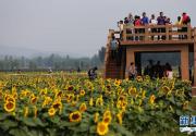 2013房山长沟葵花节9月开幕