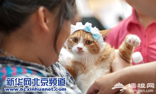 2013第五届猫节嘉年华在京举行[墙根网]