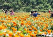 2013中秋节花乡花卉文化节18日开幕