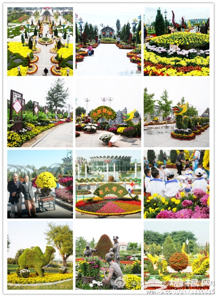 2013第十一届菊花展26日在世界花卉大观园举行